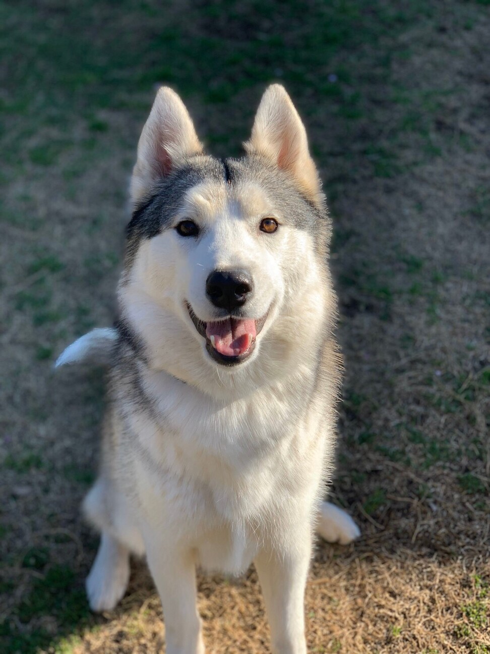 Ao シベリアンハスキー 神奈川県 犬の里親募集 ペットのおうち 月間利用者150万人