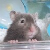 ショコララテ