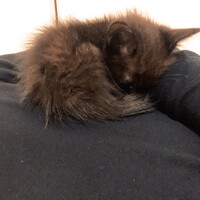 ノア