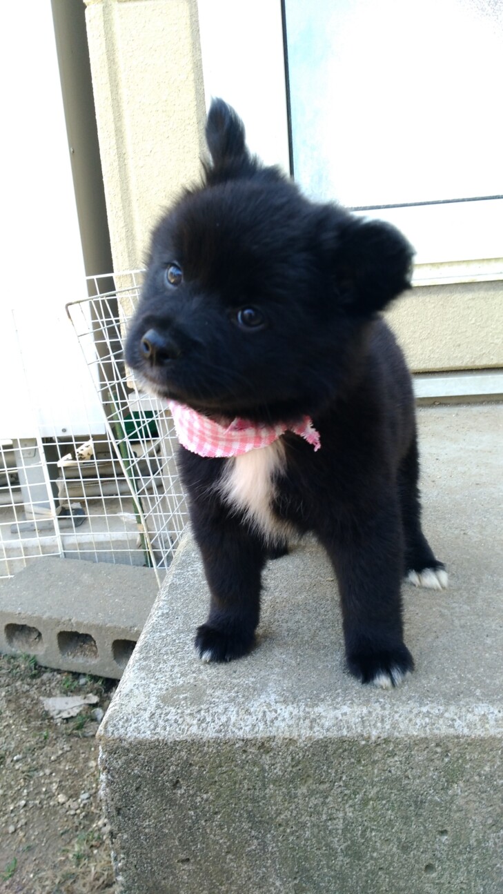 子熊 人が大好き ツキちゃん 香川県 犬の里親募集 ペットのおうち 月間利用者150万人