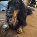 ルナ 6歳
