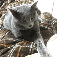 シルク