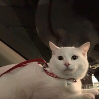ホワイト