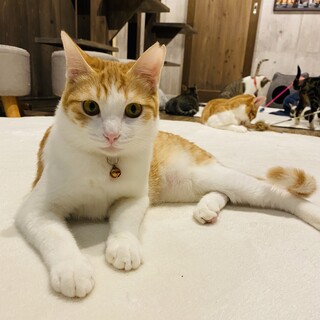 クールで美猫なあいすちゃん