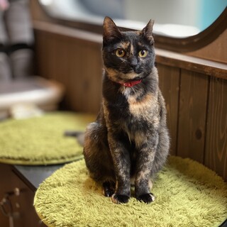 人が大好き とにかく甘えん坊のビターちゃんです