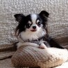 「リッツ」チワワ♀ サムネイル4
