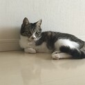 ツンデレ、安里ちゃん