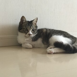 ツンデレ、安里ちゃん