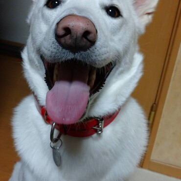 の写真
