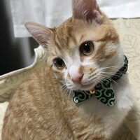 加羅