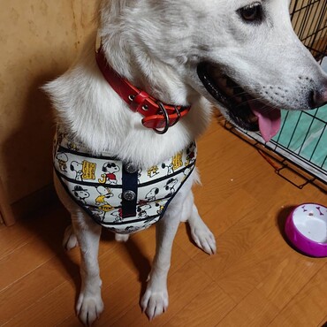 の写真