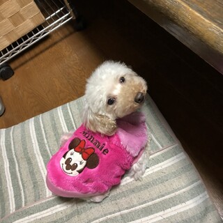 トライアル決定 クリームちゃん