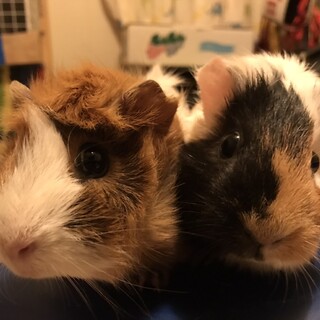 モルモット 親子　女の子