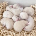 キンクマハムスターの里親募集