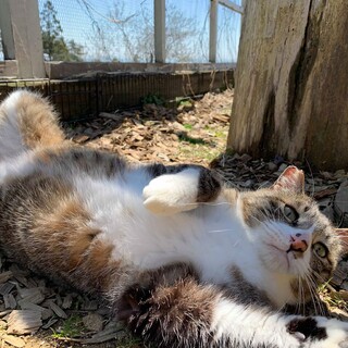 お世話好きなゴリ、家族を待っています！