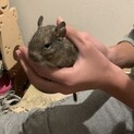 デグー　3匹　保護しました。