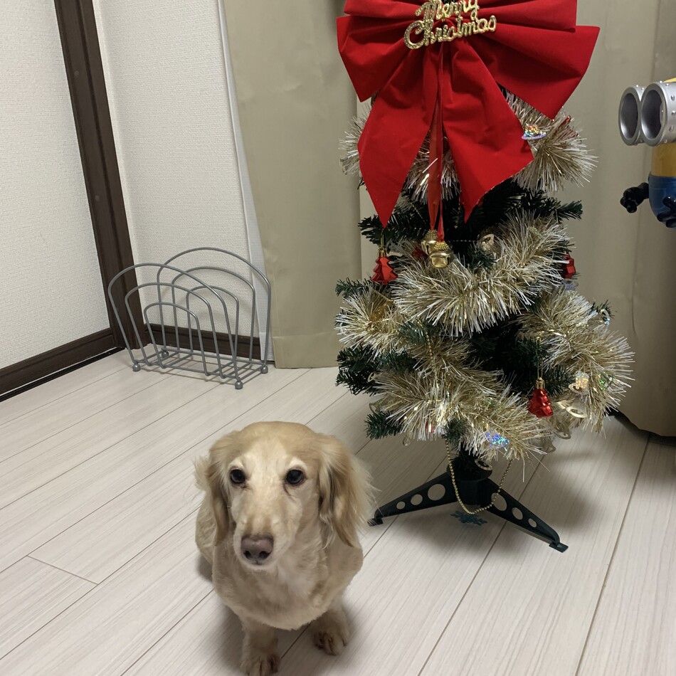 ルナのカバー写真