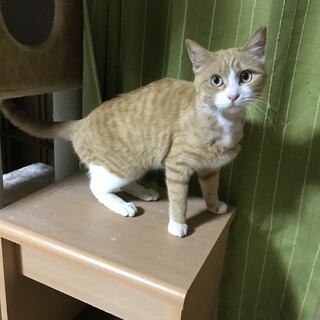 トライアル決定！！穏やかで人懐っこい　チャコちゃん