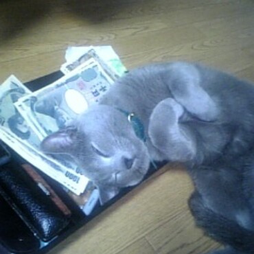 猫にお札