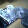 猫にお札