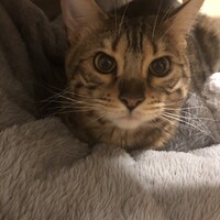 シュヴィ