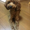 再度里親募集！！