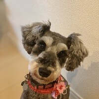 ニコ