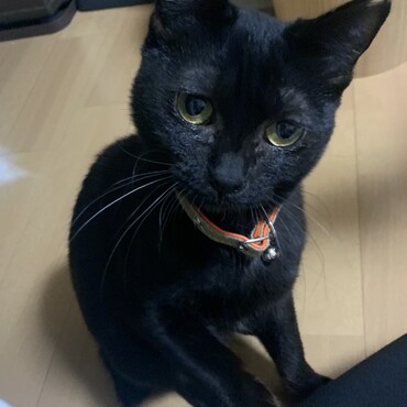 にまめ　
