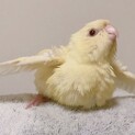 募集停止･サザナミインコ クリーム