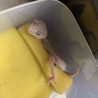 ヒョウモントカゲモドキ