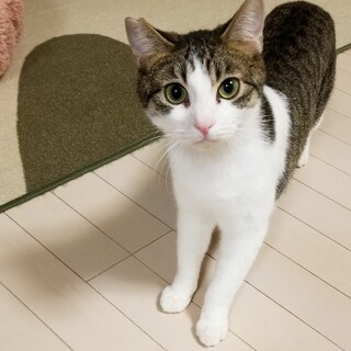 レンくん　生後9か月の可愛い顔した男の子