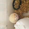 ハリネズミ