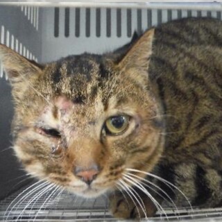 団体様より引き出し完了。成猫性別不明349