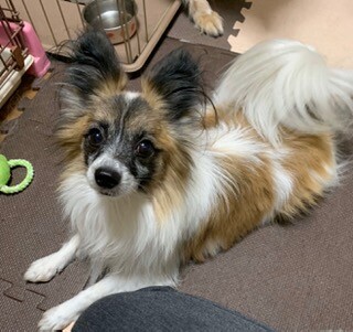 パピヨン　オス　去勢済　 サムネイル1