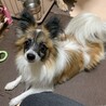パピヨン　オス　去勢済　 サムネイル1