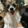 パピヨン　オス　去勢済　 サムネイル2
