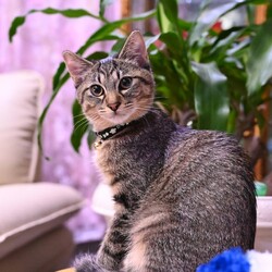 「レオ君､里親様決まりました！」サムネイル2