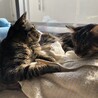 にゃんすけ720