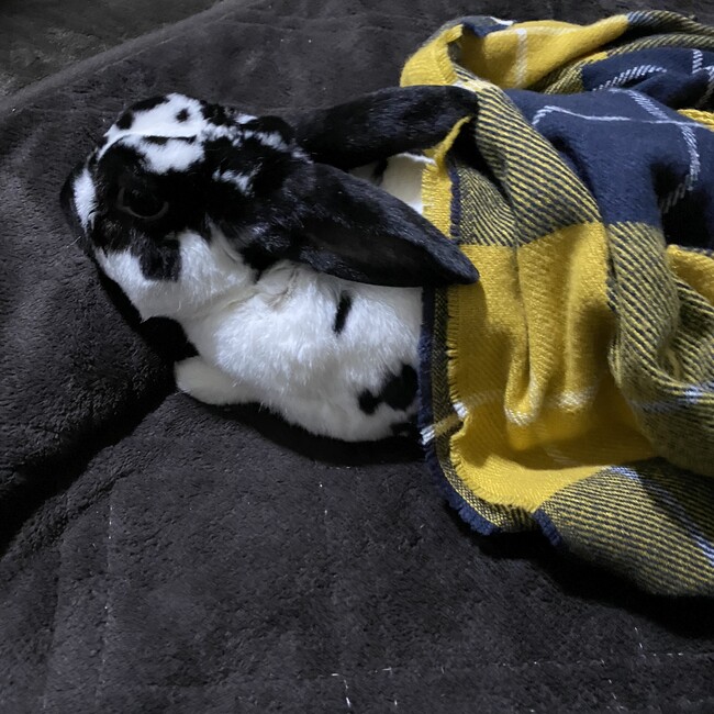 ha ru kaのカバー写真
