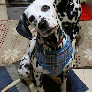 ヴェル＊ダルメシアン女の子