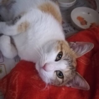 あんず、里親さま決定！ありがとうございました❤