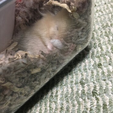 温かそうな寝床を作っていました