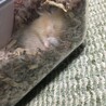 温かそうな寝床を作っていました