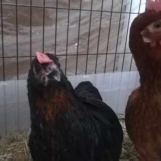 【交渉中、募集停止】名古屋コーチン♀とアローカナ♀