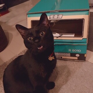 レオ　オス　３ヶ月半　黒猫