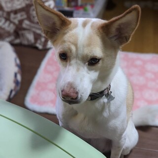 つぶ　人にも犬にもとても友好的
