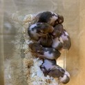 ゴールデンハムスターの里親様募集です。