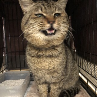 譲渡されました♡有難うございました！