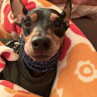 虐待、ネグレクト克服！　甘えん坊ミニピン