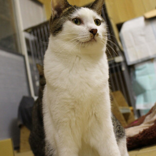 構ってちゃんなチョイチョイ、家族を待っています。